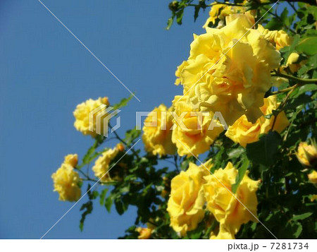 黄色い薔薇 黄色い薔薇 7281734