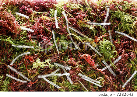 海藻 7282042