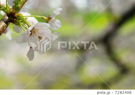 桜 桜 7282406
