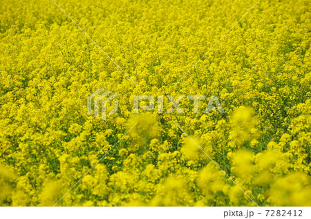 菜の花 菜の花 7282412
