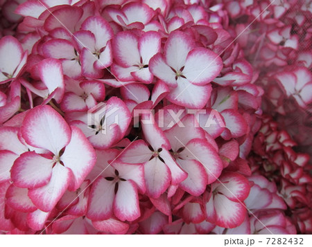 紫陽花 (アリュール)ワインレッド 紫陽花 (アリュール)ワインレッド 7282432