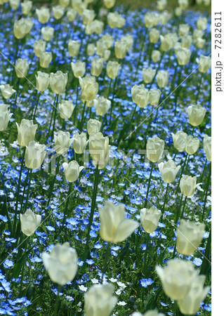 チューリップとネモフィラの群落 7282611