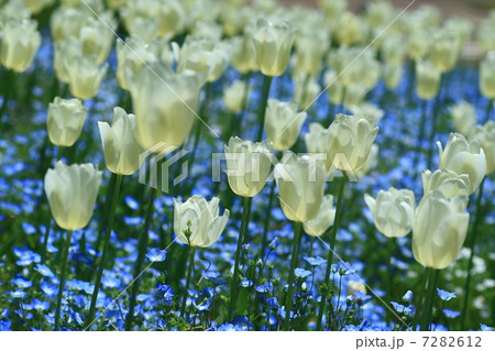チューリップとネモフィラの群落 チューリップとネモフィラの群落 7282612