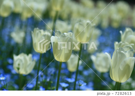 チューリップとネモフィラの群落 7282613