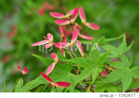イロハモミジ 7282677