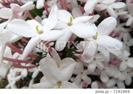 テイカカズラの花 7282869