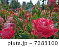 霜降りの薔薇 7283100