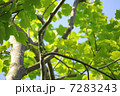 初夏の新緑 7283243