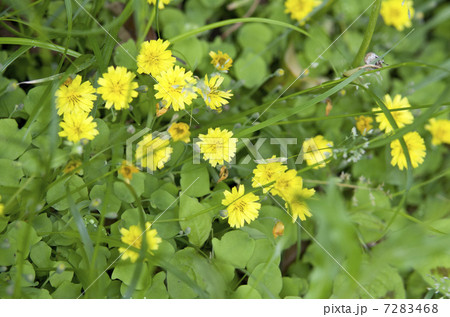 イワニガナ 7283468