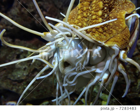 水族館の生き物　オウムガイ 7283483