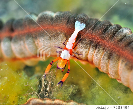 ウミウシカクレエビ 7283494