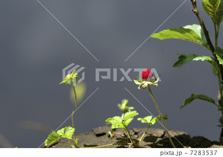 ヘビイチゴの実 7283537