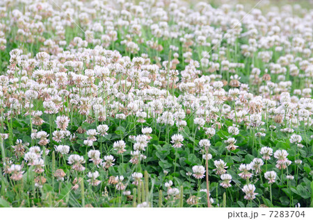 シロツメクサ シロツメクサ 7283704