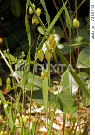 小判草 7283742