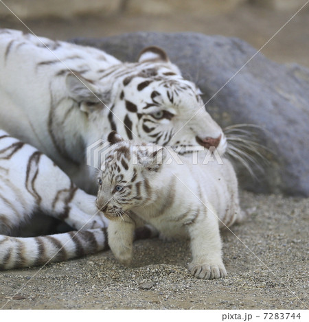 ホワイトタイガーの赤ちゃん ホワイトタイガーの赤ちゃん 7283744
