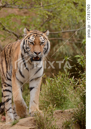 アムールトラ 7283760