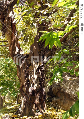 アコウの樹木 7283838