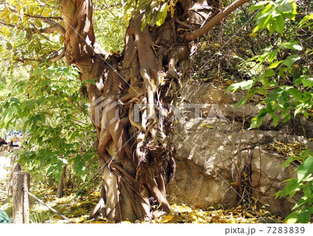 アコウの樹木 アコウの樹木 7283839