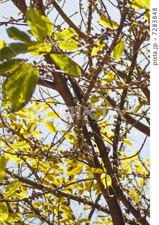 アコウの樹木と果実 7283848