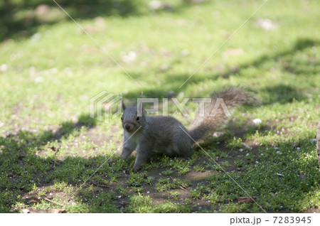 ニホンリス 7283945