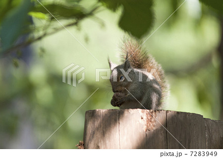 ニホンリス 7283949