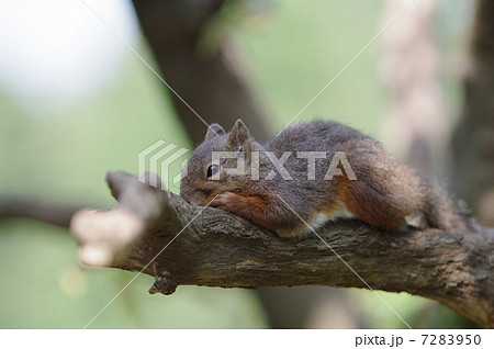 ニホンリス 7283950