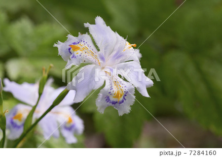 シャガの花 7284160