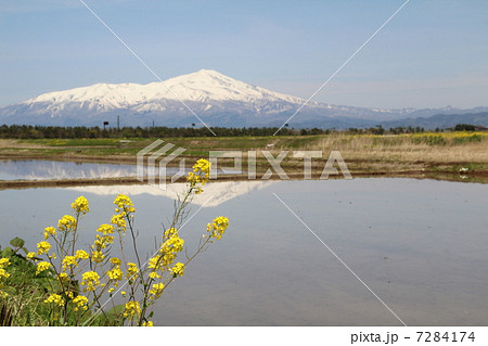 残雪の鳥海山と菜の花 7284174