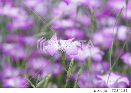 アグロステンマ 7284181