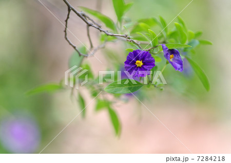 ソラナム・ラントネッティ ソラナム・ラントネッティ 7284218