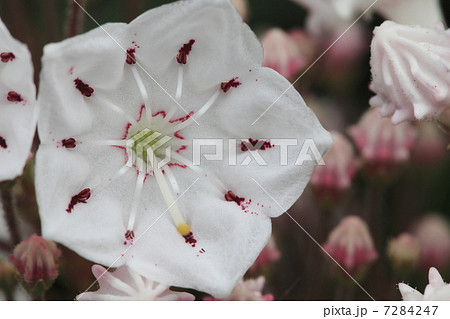 カルミア カルミア 7284247