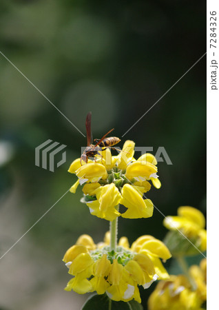 エルサレムセージにとまるセグロアシナガバチ 7284326