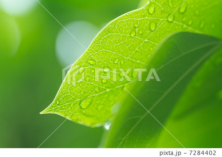 雨と葉っぱ 7284402