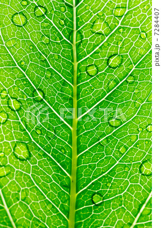 雨と葉っぱ 7284407