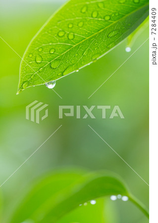 雨と葉っぱ 7284409