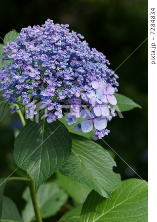 渦紫陽花ウズアジサイ　お多福と呼ばれることもあります。 7284834