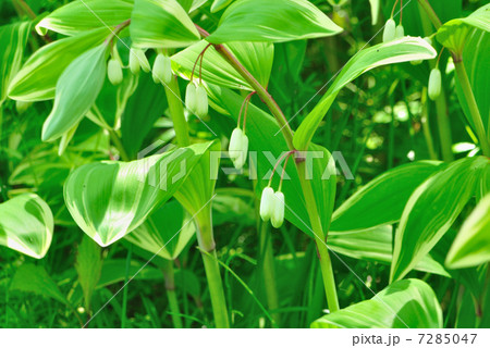 アマドコロ アマドコロ 7285047