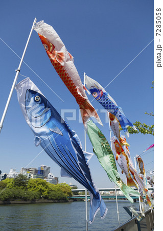 大川の鯉のぼりと鰹のぼり 7285058