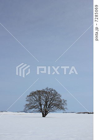 豊頃町のハルニレ 豊頃町のハルニレ 7285069