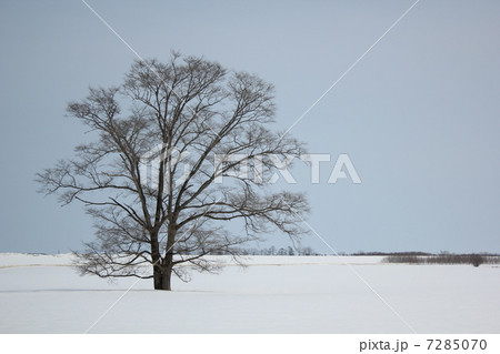 豊頃町のハルニレ 7285070