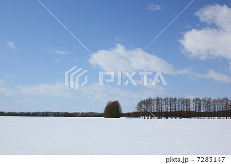冬の牧草地・北海道中標津 冬の牧草地・北海道中標津 7285147