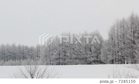 冬景色・中標津 冬景色・中標津 7285150