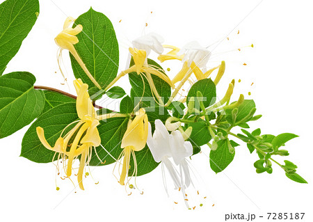Flowering white-yellow Honeysuckle(Woodbine).Isolated 7285187