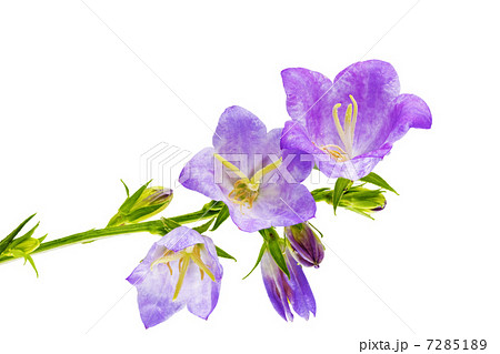 Bluebell on the white background. Close-Up Bluebell on the white background. Close-Up 7285189