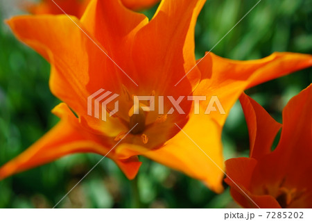 チューリップ 花言葉 愛の告白 Tulipa の写真素材