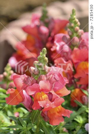 キンギョソウ(金魚草) キンギョソウ(金魚草) 7285430