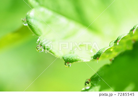 苺葉のの雫 7285545