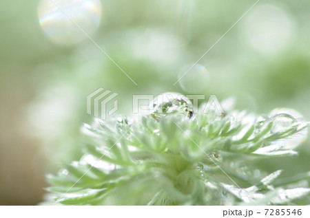 朝霧草の雫 7285546