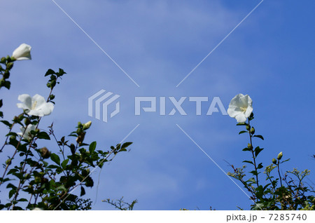 木槿が咲きました。 木槿が咲きました。 7285740