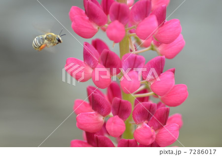 蜂とルピナス 7286017